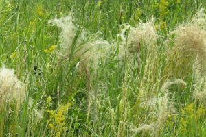 В Курской области расширили охранную зону памятника природы «Колодный лог»