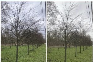 В парке «Боева дача» в Курске завершили санитарную обрезку лип