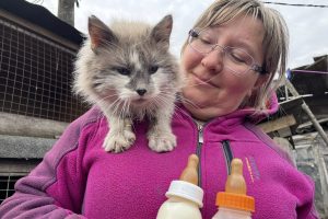 Курский турман просит мира