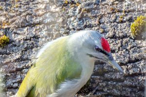 В курском парке фотограф встретил редкого седого дятла
