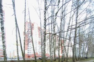 В Курске завершили снос аварийных берёз на улице Евгения Клевцова