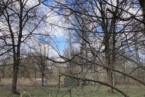 Деревьям нужно оздоровление