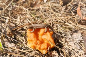 В Курской области открыли сезон грибов