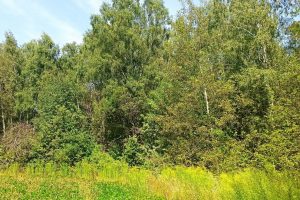 В Курской области появился новый памятник природы