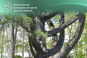 Голосуем за наше «дерево года»