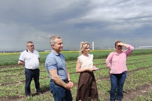В Курской области вывели 8 новых гибридов кукурузы