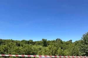Подрядчик вышел против борщевика