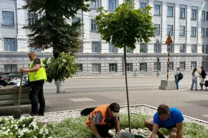 В Курске на улице Ленина высаживают 14 остролистных клёнов