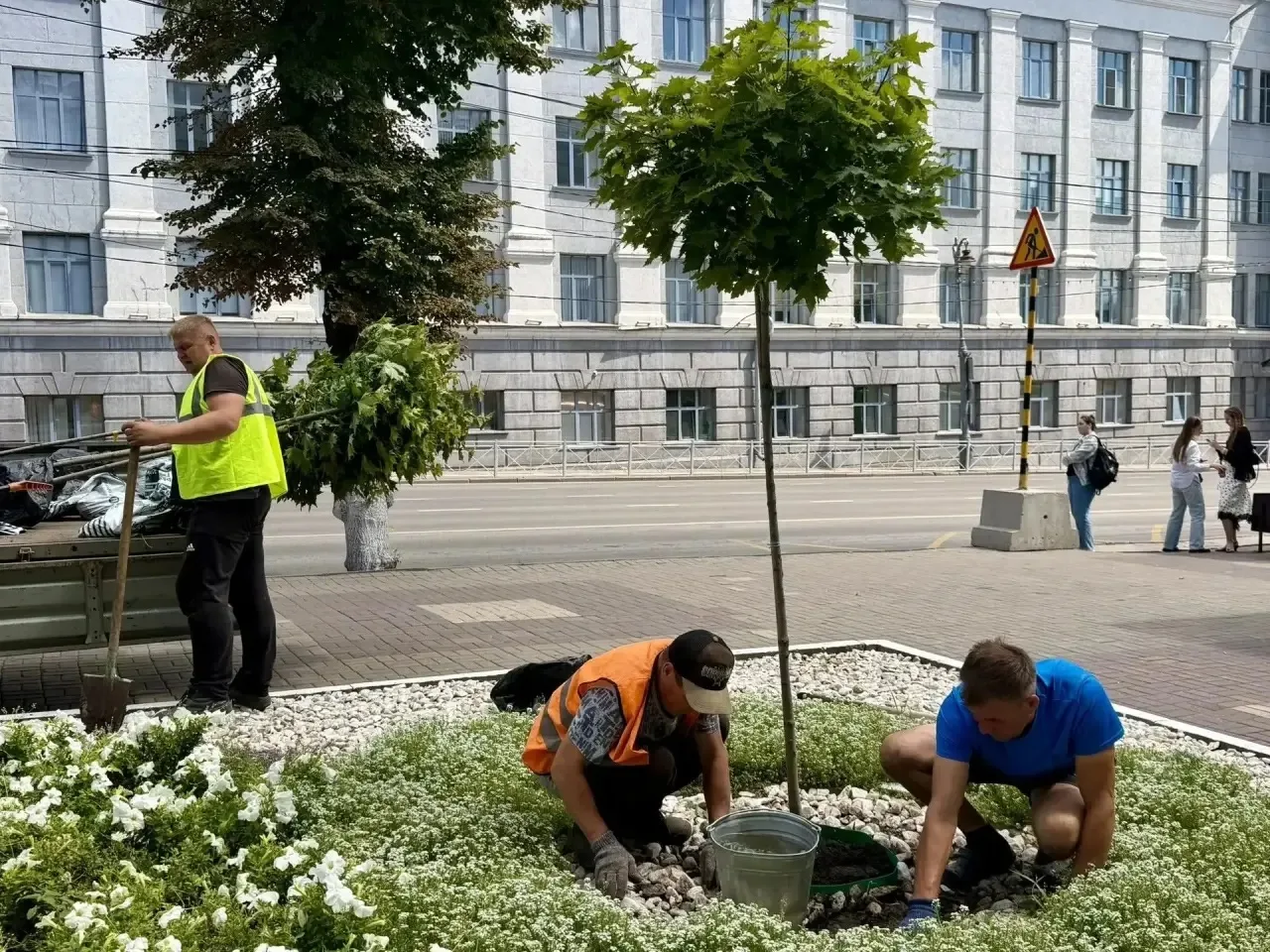 На улице Ленина в Курске высаживают 14 клёнов на штамбе
