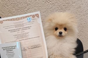 Курские питомцы этим летом отправились в Турцию, на Мальдивы и во Вьетнам