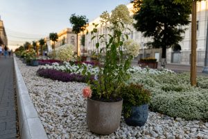 В Курске на улице Ленина стало ещё больше живых цветов