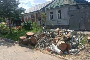 В Курске за неделю убрали 59 аварийных деревьев