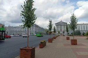 Липы из кашпо в центре Курска пересадят осенью