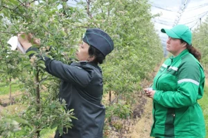 В садах Курской области не нашли карантинных вредителей