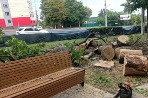 В Курске в парке Пионеров спилили аварийные деревья