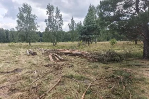 В Курской области проверили ход агротехнических уходов за лесами