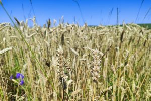 В Курской области убрали 12% зерновых колосовых и зернобобовых культур