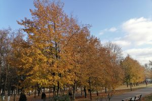 Завтра в Курской области будет без осадков и до +15 градусов тепла